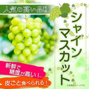 熊本県産 ぶどう 3色セット 計約1.4kg ...の詳細画像1