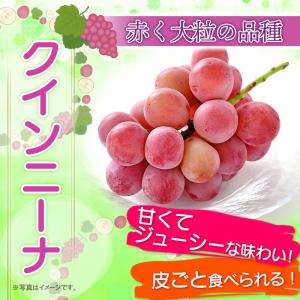 熊本県産 ぶどう 3色セット 計約1.4kg ...の詳細画像2
