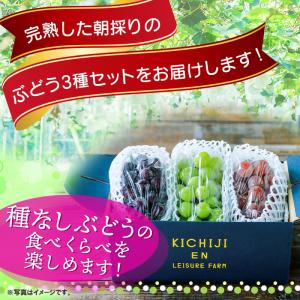 熊本県産 ぶどう 3色セット 計約1.4kg ...の詳細画像4