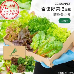 Large 常備野菜 5品種 詰め合わせ 葉野菜5種｜aeonkyushu-umaimono