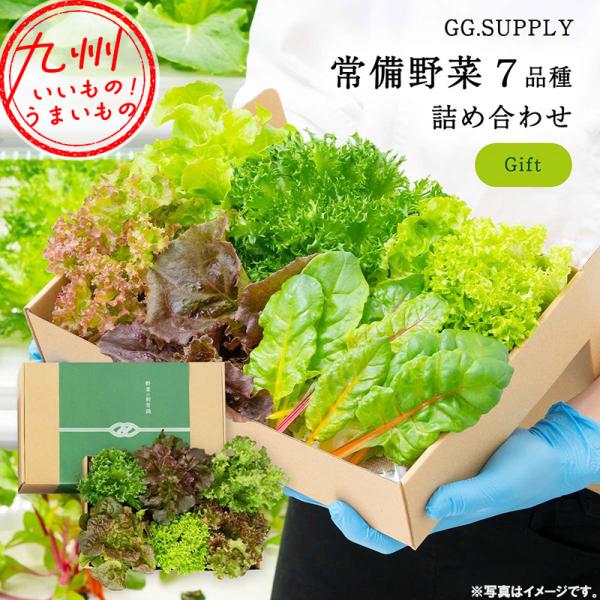 Gift 常備野菜 7品種の贈り物 葉野菜7種