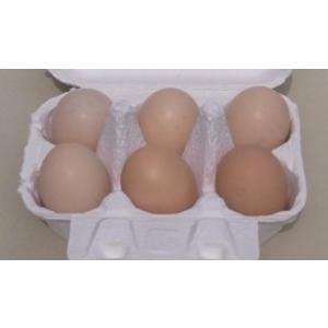 孵化に挑戦！　白烏骨鶏 有精卵 6個入 3,240円　　　　ウコッケイ卵を孵卵器で孵化にチャレンジ！...