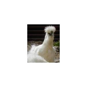 烏骨鶏卵;10個入￥3,240 野外放し飼い烏...の詳細画像2