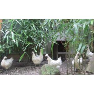 烏骨鶏卵;10個入￥3,240 野外放し飼い烏...の詳細画像3