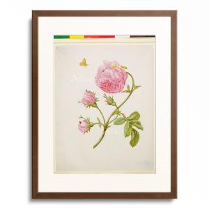 ピエール＝ジョゼフ・ルドゥーテ Pierre Joseph Redoute 「Rose