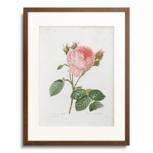 ピエール＝ジョゼフ・ルドゥーテ Pierre Joseph Redoute 「Rose