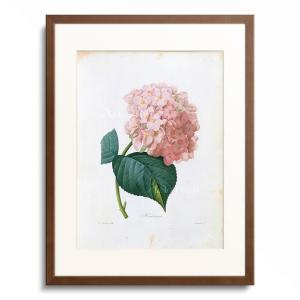 ピエール=ジョゼフ・ルドゥーテ 画集「Redoute's Bouquets」 ピエール＝ジョゼフ・ルドゥーテ Pierre Joseph Redoute 「Rose