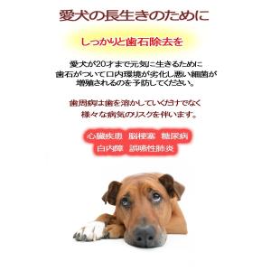 犬歯石除去 おすすめのランキングtop100 人気売れ筋ランキング Yahoo ショッピング