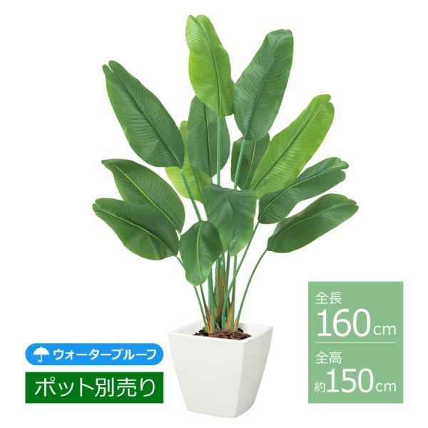 オーガスタツリー(ビニールコーティング)/約150cm BT-2037／人工観葉植物 フェイクグリー...