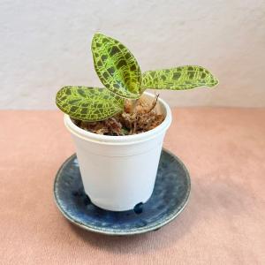 ドッシニア マルモラータ (ジュエルオーキッド 宝石蘭 観葉植物 熱帯