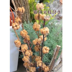 綿の実 枝付き 7輪 ブラウン(茶色) コットン...の商品画像