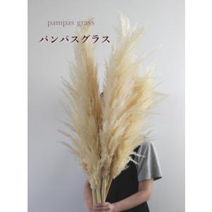 パンパスグラス ドライフラワー ナチュラル インテリア 材料 まとめ割