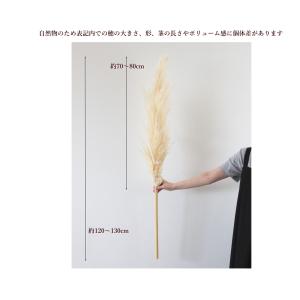 パンパスグラス ドライフラワー ナチュラル イ...の詳細画像2