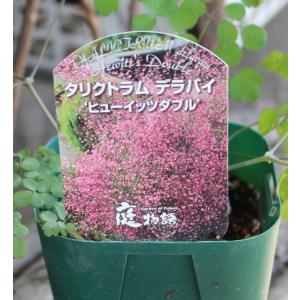 サカタ タリクトラム デラバイ ヒューイッツダブル 12cm苗 宿根草 花苗 夏の花 カラマツソウ 切花｜agreable1999