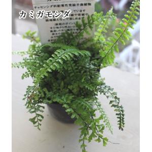 カミガモシダ 7.5cmポット苗 山野草 シダ植物｜agreable1999