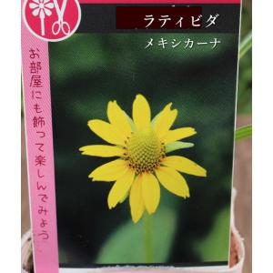 ラティビダ メキシカーナ 3.5号ポット 草花 宿根草 夏の花｜agreable1999