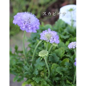 スカビオサ 3号ロングポット 花苗 耐寒性宿根草 寄せ植え ギャザリング 四季咲き Na 104 アグレアーブル花や 通販 Yahoo ショッピング