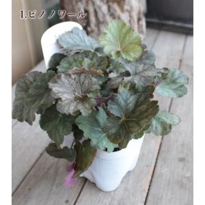 ヒューケラ ドルチェ 宿根草 お洒落なカラーリ...の詳細画像1