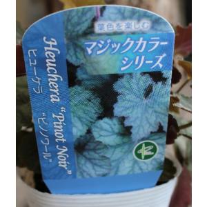 ヒューケラ ドルチェ 宿根草 お洒落なカラーリ...の詳細画像3