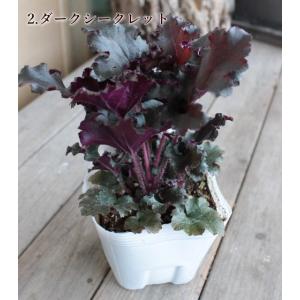 ヒューケラ ドルチェ 宿根草 お洒落なカラーリ...の詳細画像4