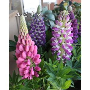 すべての花の画像 トップ100ルピナス 多年草