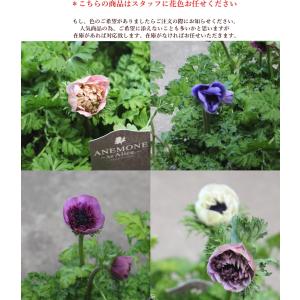 アネモネ アンアリス 3.5号 八重咲き 竹中...の詳細画像1