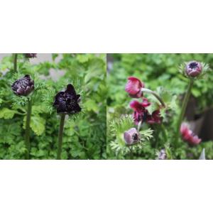 アネモネ アンアリス 3.5号 八重咲き 竹中...の詳細画像2