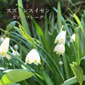 花 リクニスの商品一覧 通販 Yahoo ショッピング