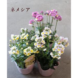 ネメシア  タキイ種苗 芳香 春の花 3.5号｜agreable1999