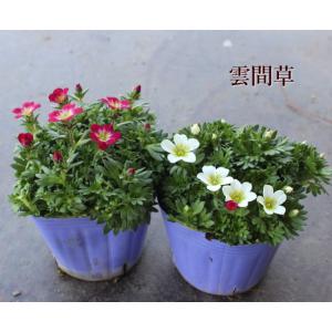 雲間草 3号 クモマソウ クモマグサ まとめ割