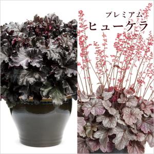 ヒューケラ プレミアム 宿根草 お洒落なカラーリーフ 寄せ植え 3.5号 苗 常緑多年草 花壇 シェードガーデン｜agreable1999