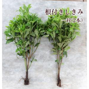 樒 根付き しきみ しきび 一対（２本）