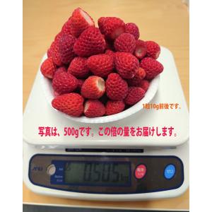 送料無料】2026年のイチゴ使用！ 冷凍苺（いちご）紅ほっぺ（べに