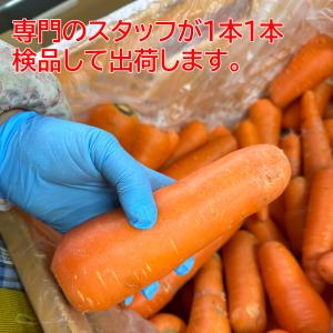 無農薬人参ジュース用洗い5kgの詳細画像5