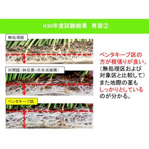 ペンタキープHyper5000 800mlの詳細画像5
