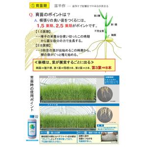 水田用投込発泡剤 ファイト・アップ(米用)500gの詳細画像2