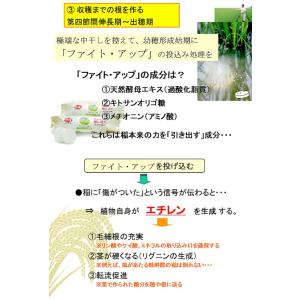水田用投込発泡剤 ファイト・アップ(米用)500gの詳細画像4