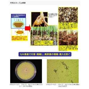 水稲微生物殺菌剤 タフブロック 500gの詳細画像1