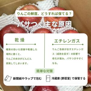 送料無料 1000円ポッキリ 訳あり りんご ...の詳細画像2