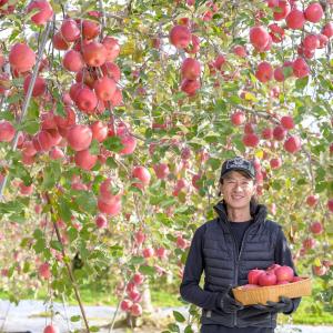 【長野県産】サンふじ りんご ご家庭用 約3k...の詳細画像4