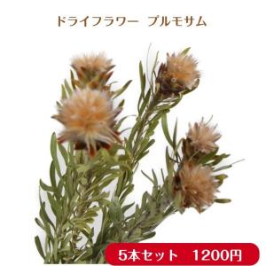 ドライフラワー 人気品種 素材 プルモサム 5本セット Doraisozai 11 花工房あぐり 通販 Yahoo ショッピング