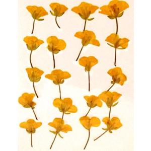 フクサン 押し花パック 菜の花 (黄色) FUK-1031の商品画像