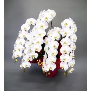 (贈答用 生花 胡蝶蘭 )ひと際目立つメイクア...の詳細画像1