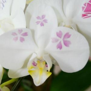 (贈答用 生花 胡蝶蘭 )ひと際目立つメイクア...の詳細画像2