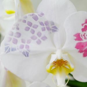 (贈答用 生花 胡蝶蘭 )ひと際目立つメイクア...の詳細画像3