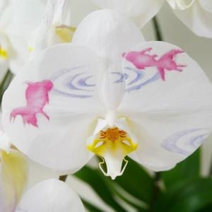 (贈答用 生花 胡蝶蘭 )ひと際目立つメイクア...の詳細画像4