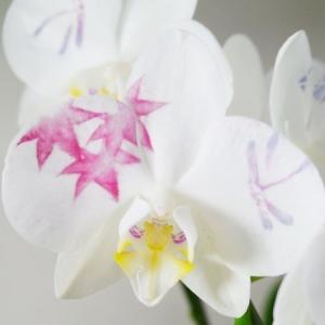 (贈答用 生花 胡蝶蘭 )ひと際目立つメイクア...の詳細画像5