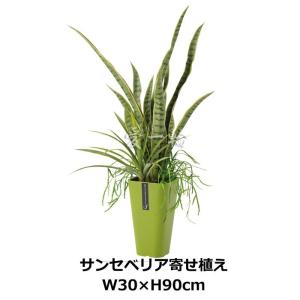 サンセベリア寄せ植えポット W30×H90cm ...の商品画像