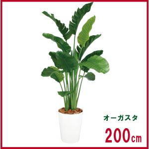 200cm 人工観葉植物 フェイク 人工植物 大型 /ストレリチアオーガスタ 全高200cm防水防雨