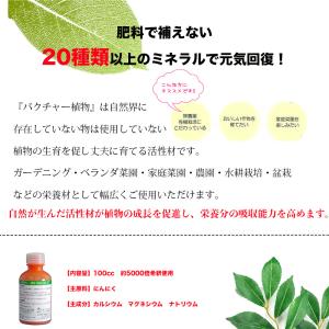即日発送 バクチャー植物 100cc 土壌改良...の詳細画像2